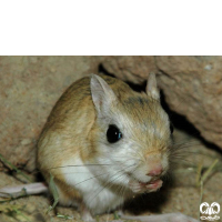 گونه دوپای خراسانی Northern three – toed Jerboa